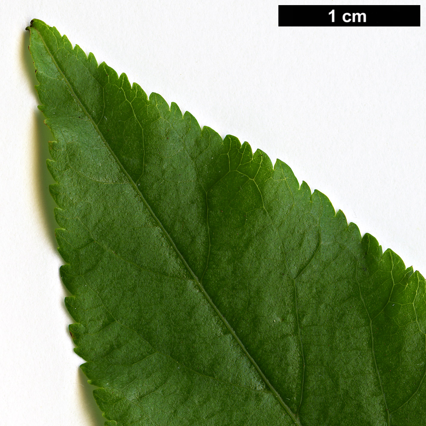 High resolution image: Family: Juglandaceae - Genus: Pterocarya - Taxon: tonkinensis